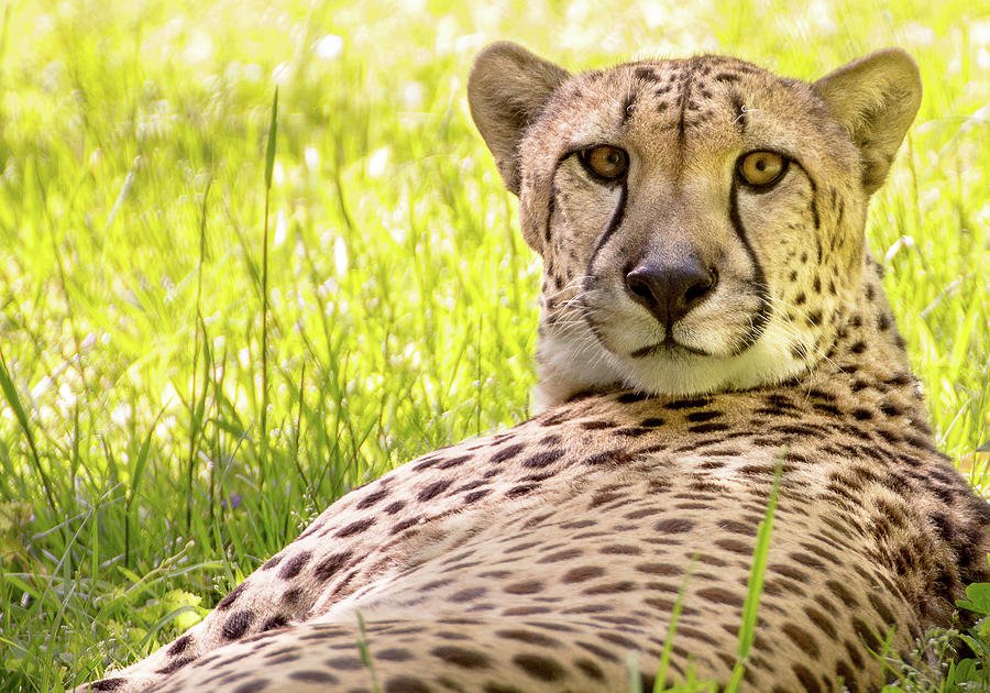 Staring cheeta Photograph by Robert Miller