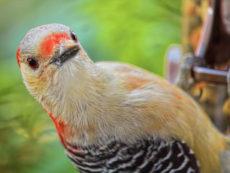 Staring Down A Red-bellied Woodpecker Photograph by Dale Kauzlaric