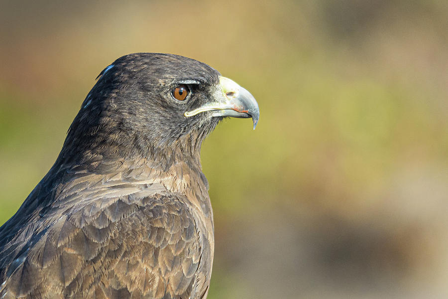 Staring Galapagos Hawk Photograph by Adrian O Brien
