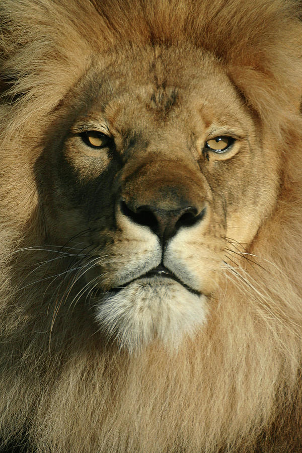 Staring Lion Photograph by Scott Kuehn