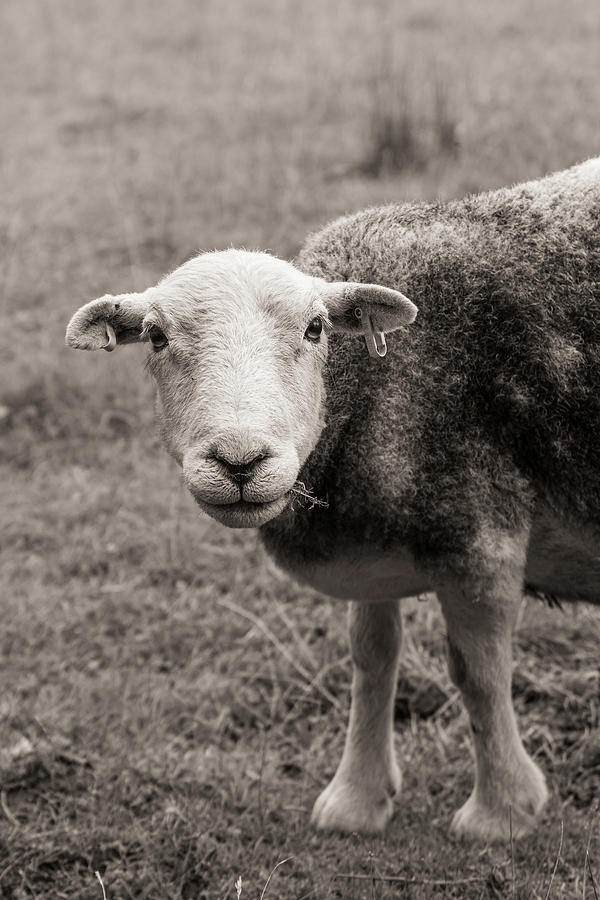 Staring sheep Photograph by Francisco Ruiz Navas