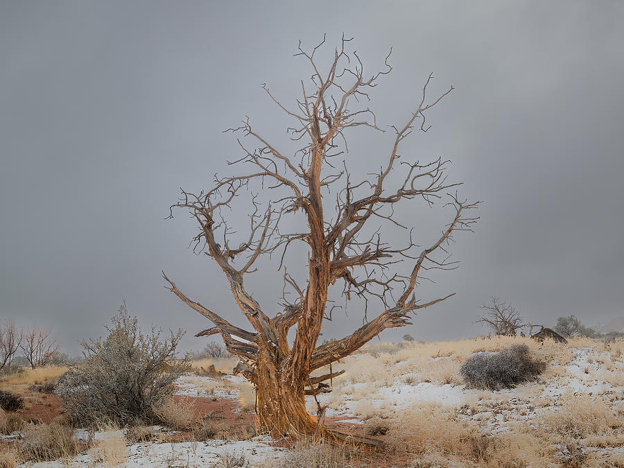 Stark Beauty Photograph by Jon Snyder