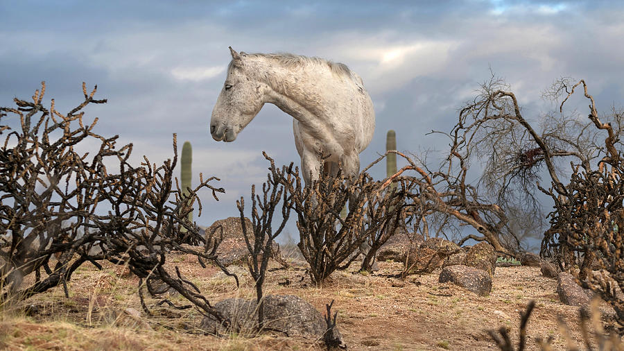 Stark Desert. Photograph by Paul Martin