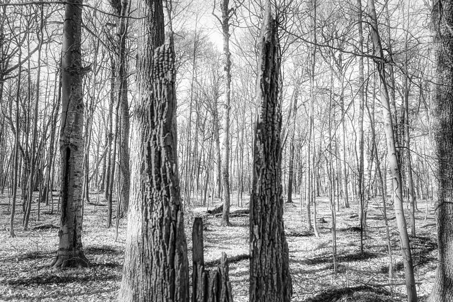 Stark Forest Photograph by Jim Signorelli