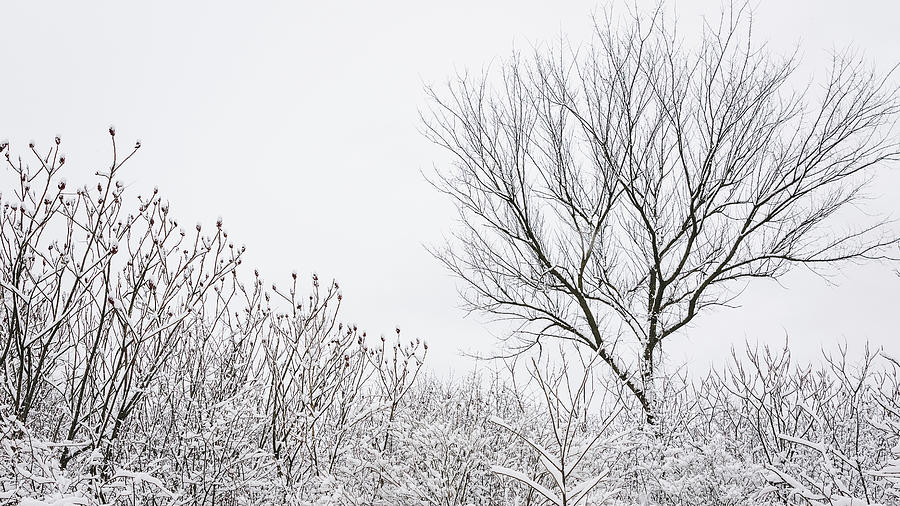 Stark Winter Beauty Photograph by Joni Eskridge