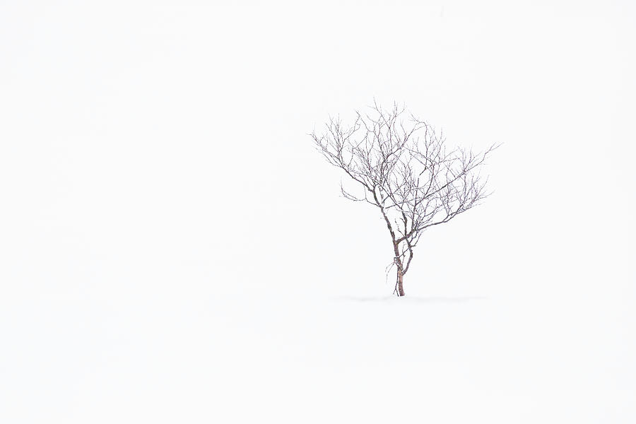 Mountain Photograph - Stark Winter Scene by Lindley Johnson