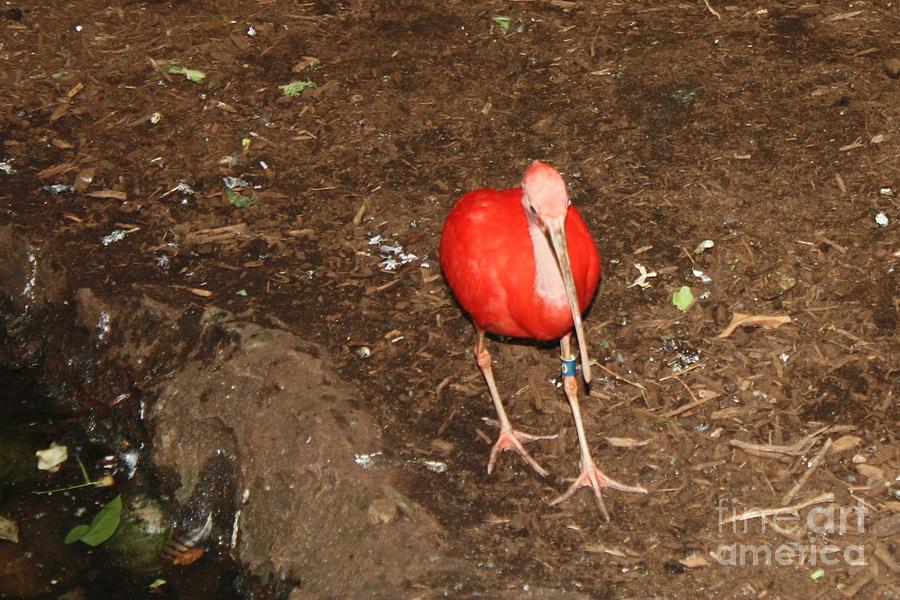 Feather Photograph - Scarlet Ibis by John Telfer