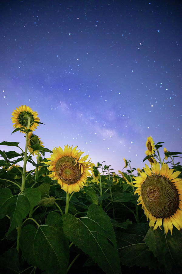 Starlight Glimmer  Photograph by KC Hulsman
