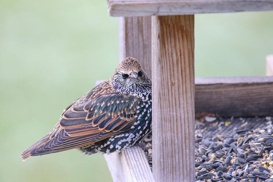 Starling at Feeder Photograph by Brook Burling