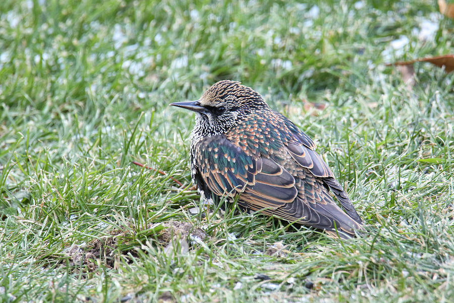Starling Photograph by Brook Burling