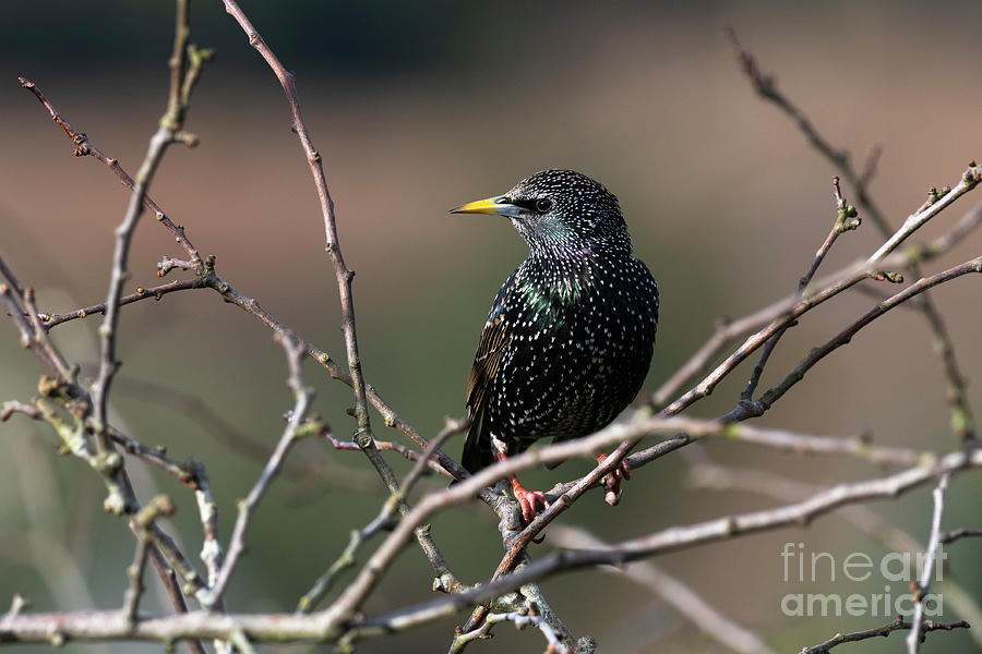 Starling Photograph by Catherine Sullivan