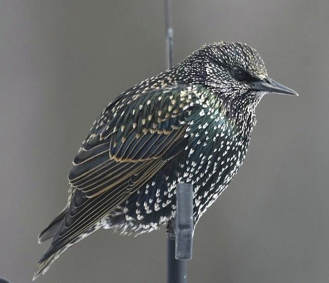 Starling Darling Photograph by Debbie SquierBernst - Fine Art America