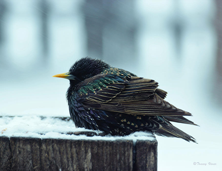 Starling Hunkered Photograph by Tracey Vivar