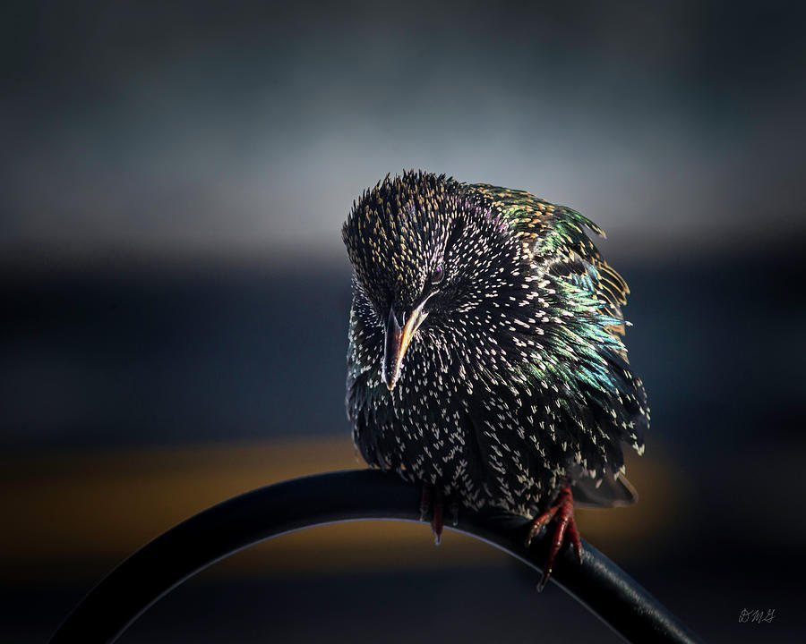 Starling I Color Photograph by David Gordon
