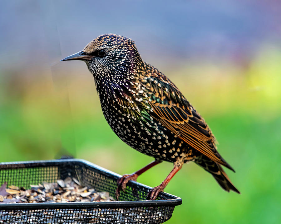 Starling In Color Photograph by Cathy Kovarik
