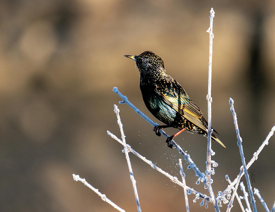 Starling in the winter sun Photograph by Judi Dressler