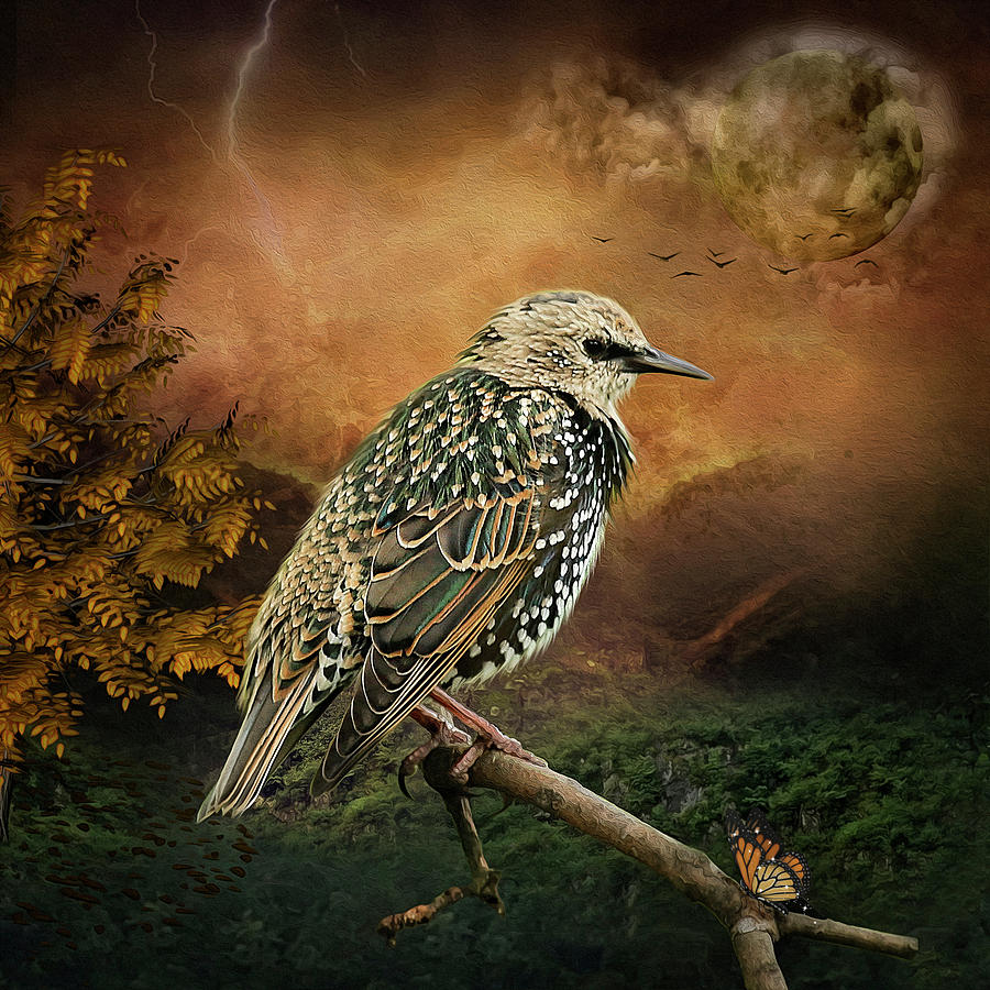 Starling Digital Art by Maggy Pease