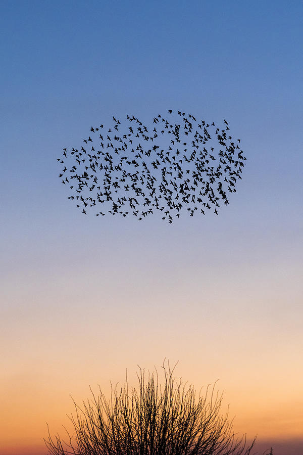Starling murmurations over a Kent sunset sky, UK Photograph by John Finney Photography