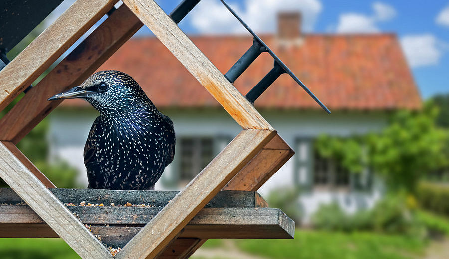 Starling On Bird Feeder In Garden Photograph