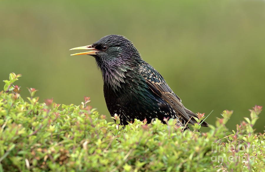 Starling Photograph by Peter Skelton