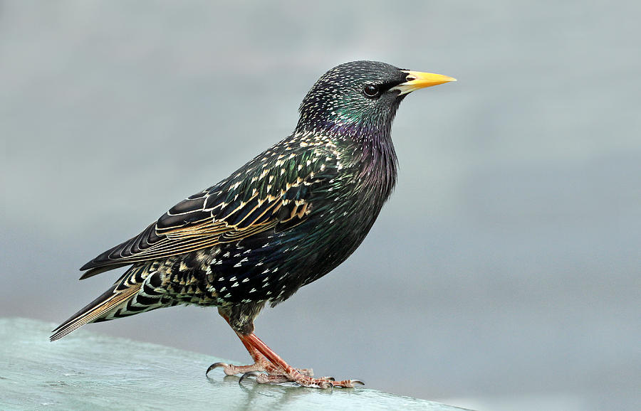 Starling Photograph by Susan Walker