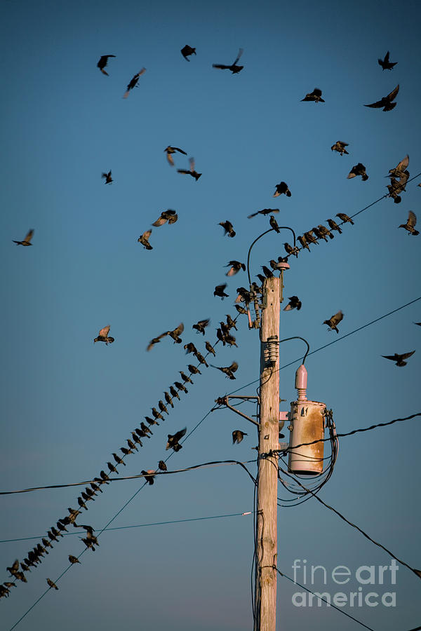 Starlings Photograph by George Robinson