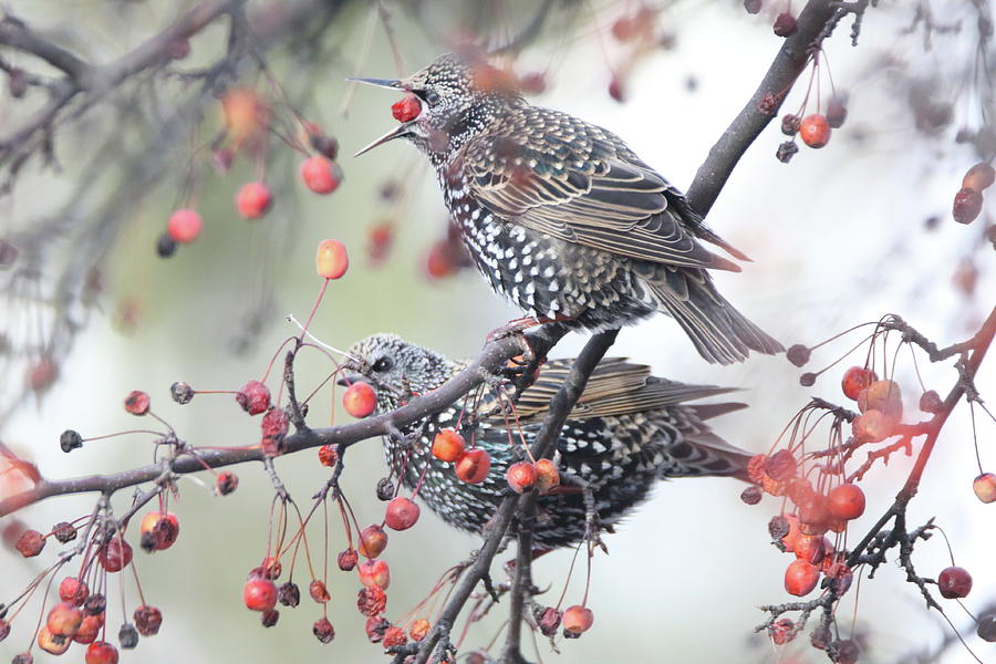 Starlings  Photograph by Gerald Salamone