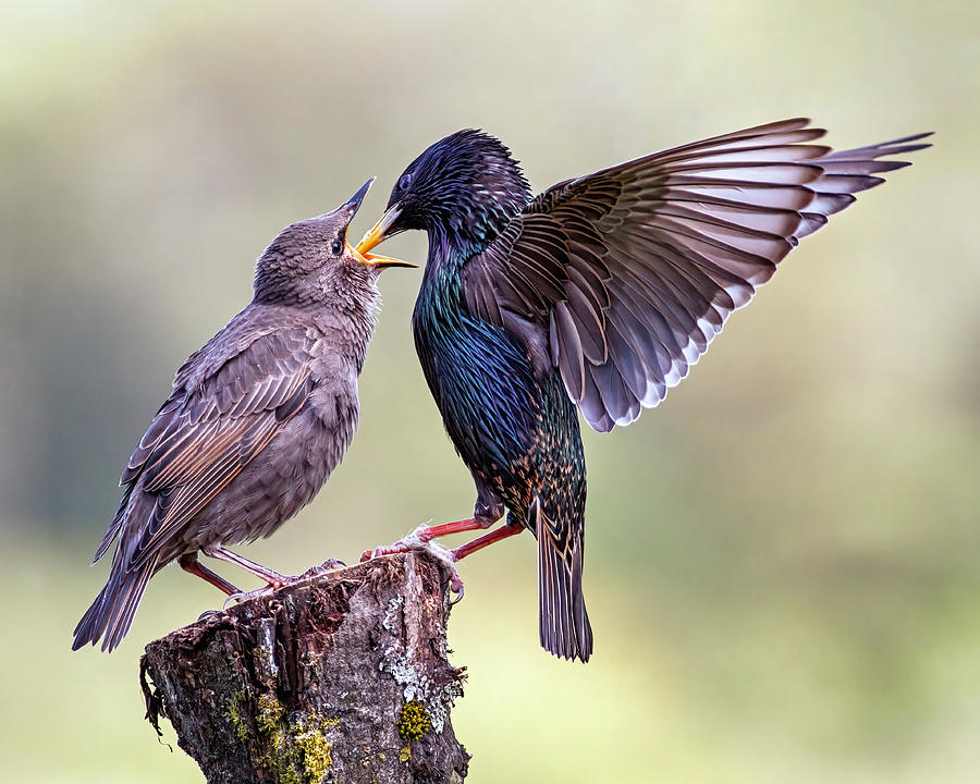Starlings Photograph - Starlings by Grant Glendinning