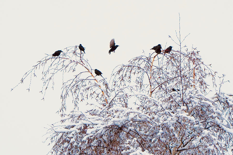 Starlings in the winter Photograph by Brent Bunch