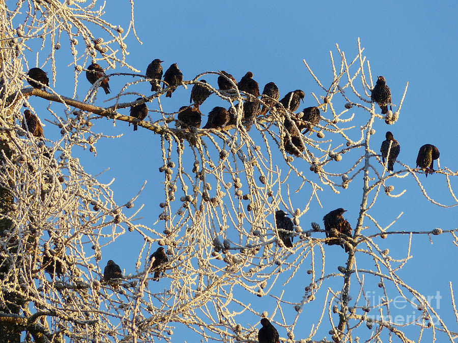 Starlings on a frosty larch tree Photograph by Phil Banks