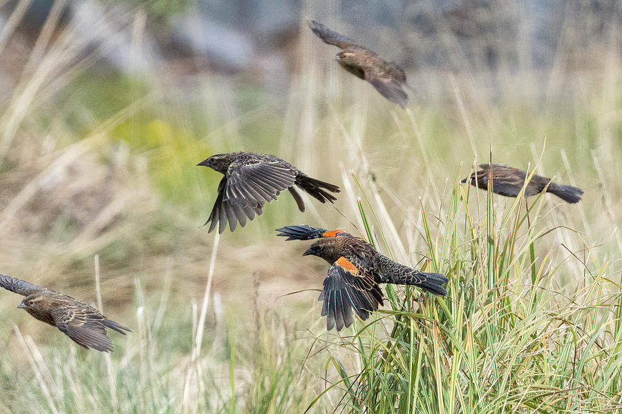 Starlings On The Move Photograph by Timothy Anable - Fine Art America