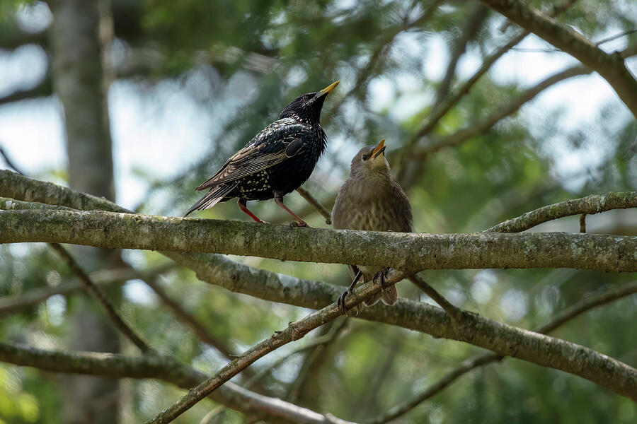 Bird Photograph - Starlings - Parent and Child by Unbridled Discoveries Photography LLC