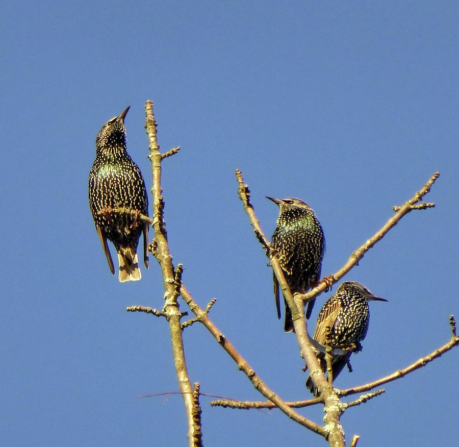 Starlings Rest On A Tree During Migration Photograph By Lyuba Filatova 