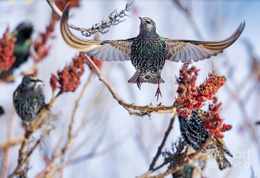 Starlings In Sumac Paradise Photograph by Charline Xia