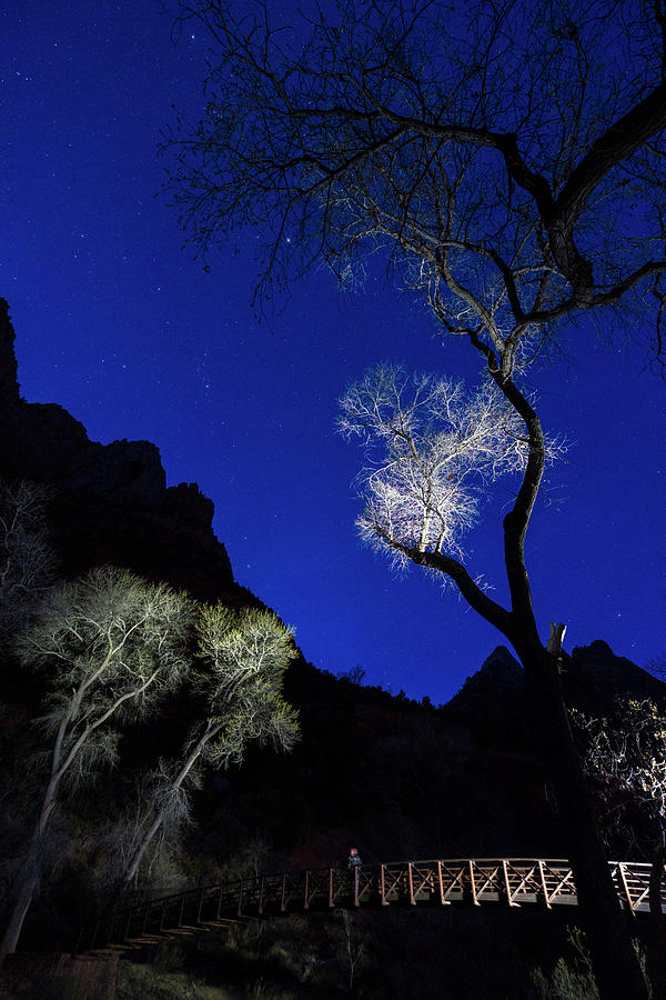 Starry night sky above footbridge in Zion Canyon Photograph by David L Moore