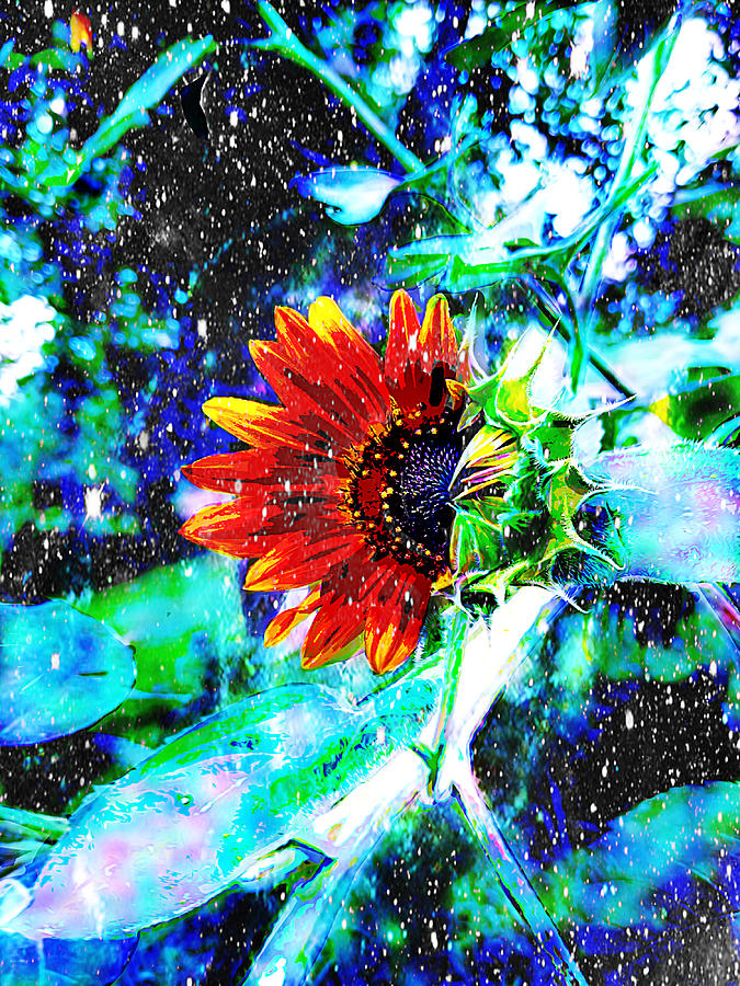 Starry Skies Sunflower Digital Art by Pamela Smale Williams