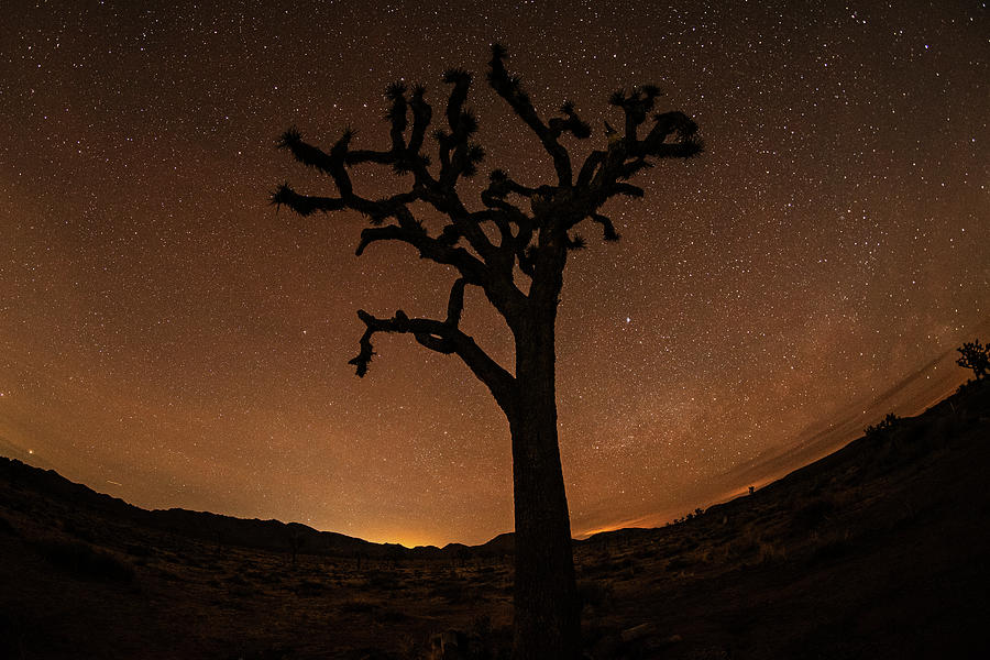 Starry Sky in Joshua Tree CA Photograph by Toby McGuire