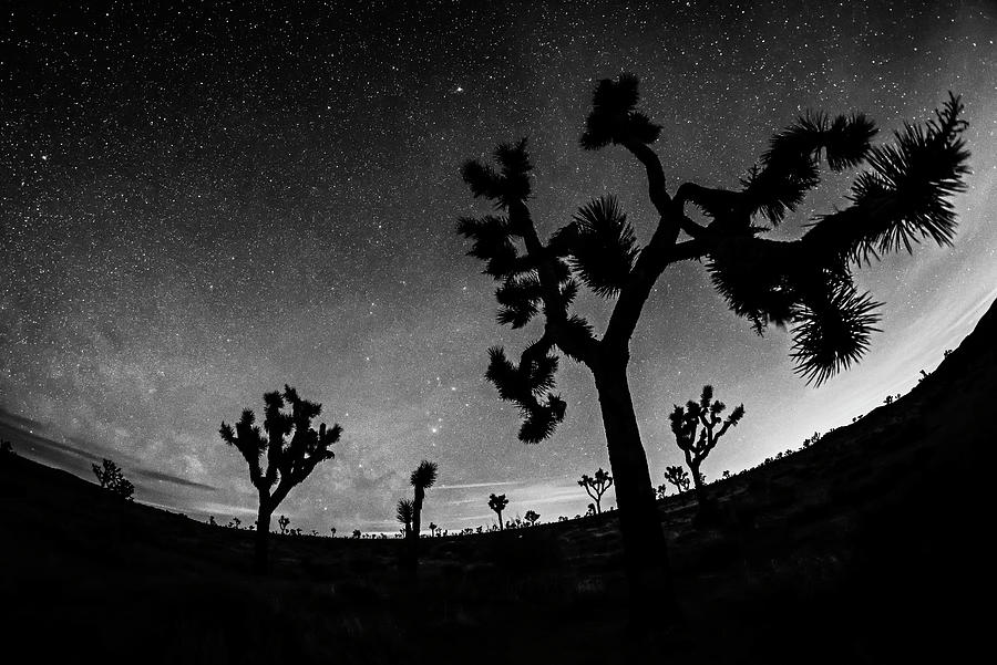 Starry Sky over Joshua Tree Joshua Tree California Black and White Photograph by Toby McGuire