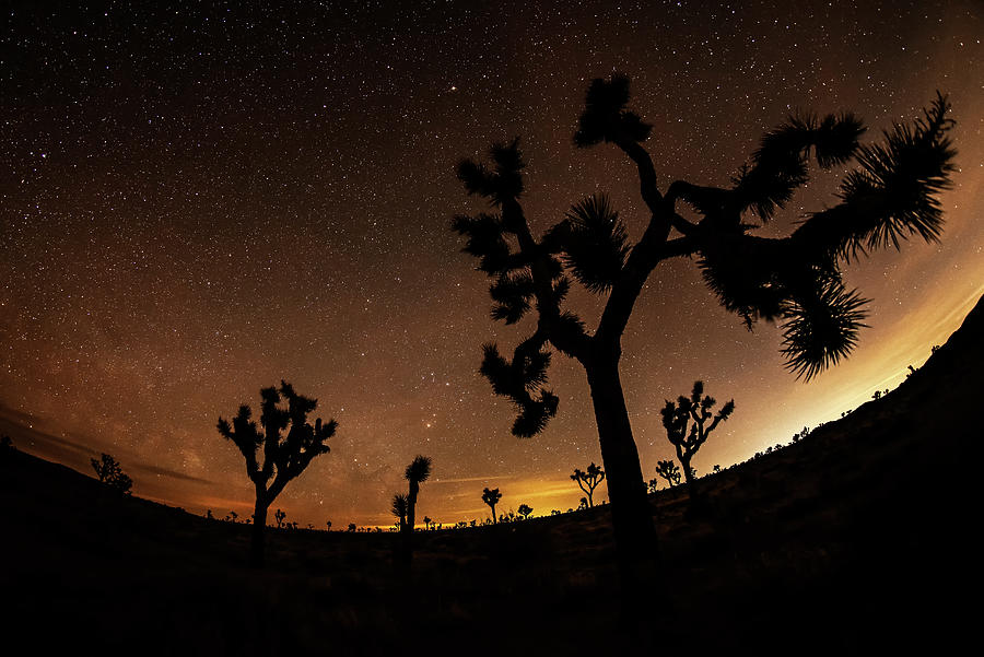 Starry Sky over Joshua Tree Joshua Tree California Photograph by Toby McGuire