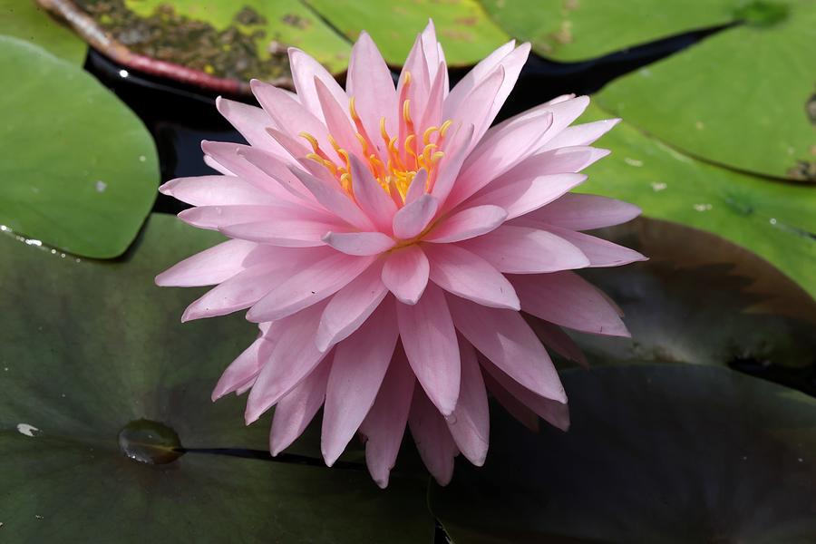 Starry Water Lily Photograph by Mingming Jiang