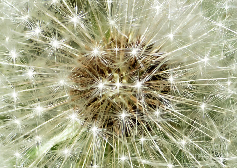 Stars Bright Abstract Flower Photograph by Sandra Js