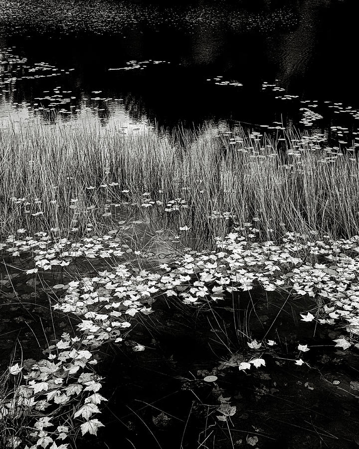 Grasses Photograph - Stars Fall by Joseph Smith