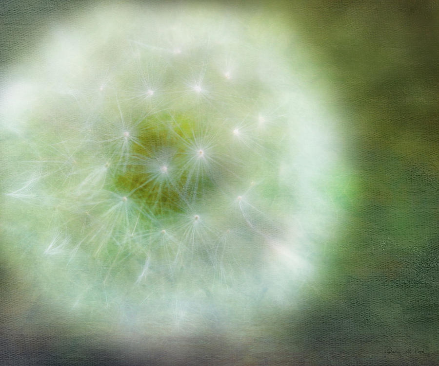 Stars Of Dandelion Galaxy Photograph by Bellesouth Studio