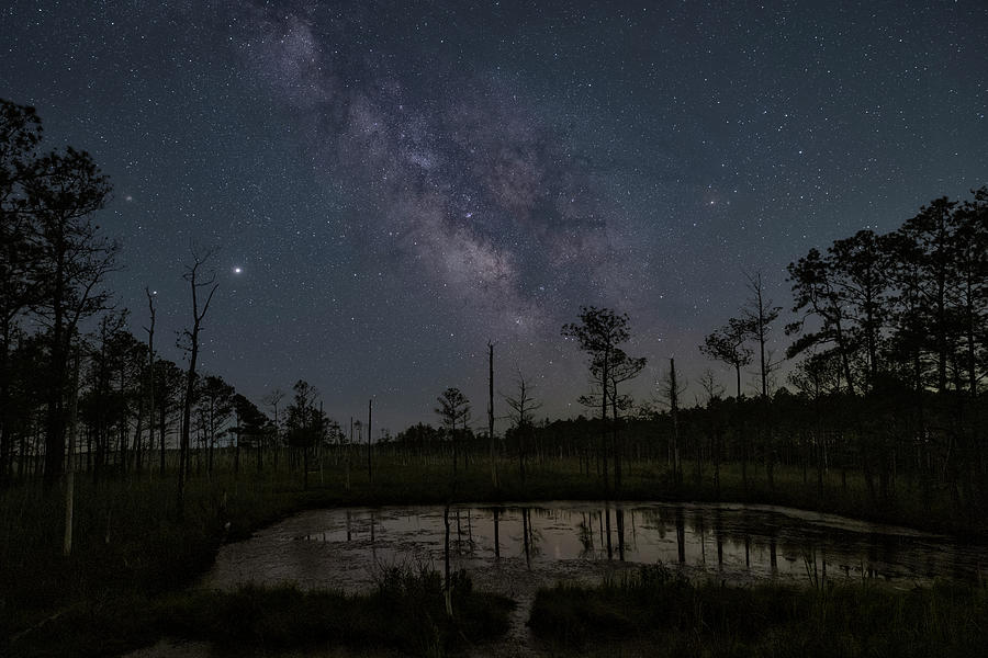 Stars Of The Swamp Photograph by Robert Fawcett