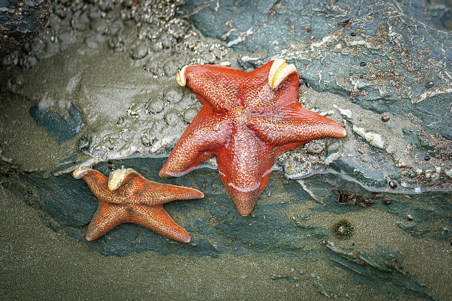 Stars of the Tide Pool Photograph by Joan Baker