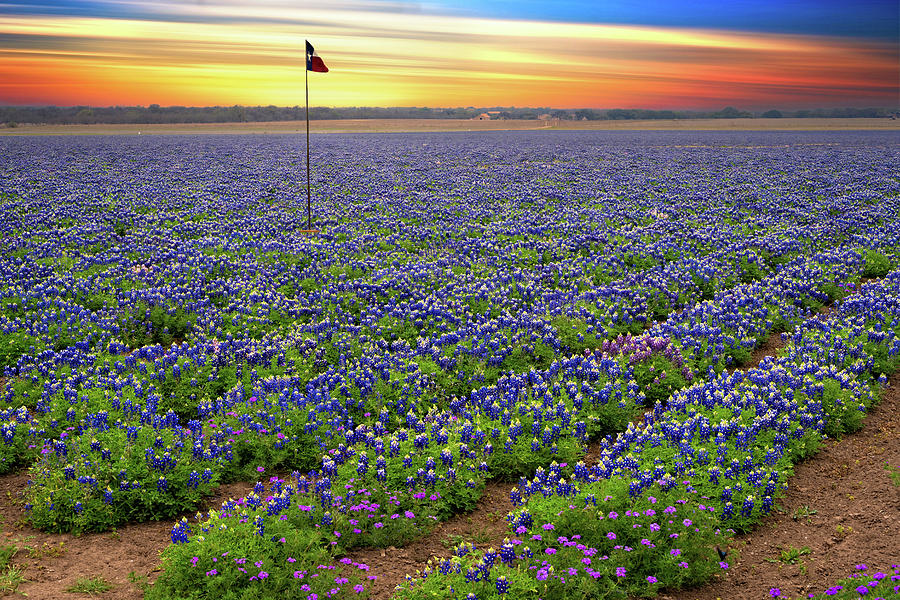 Stars, Stripes and Bluebonnets Photograph by Lynn Bauer