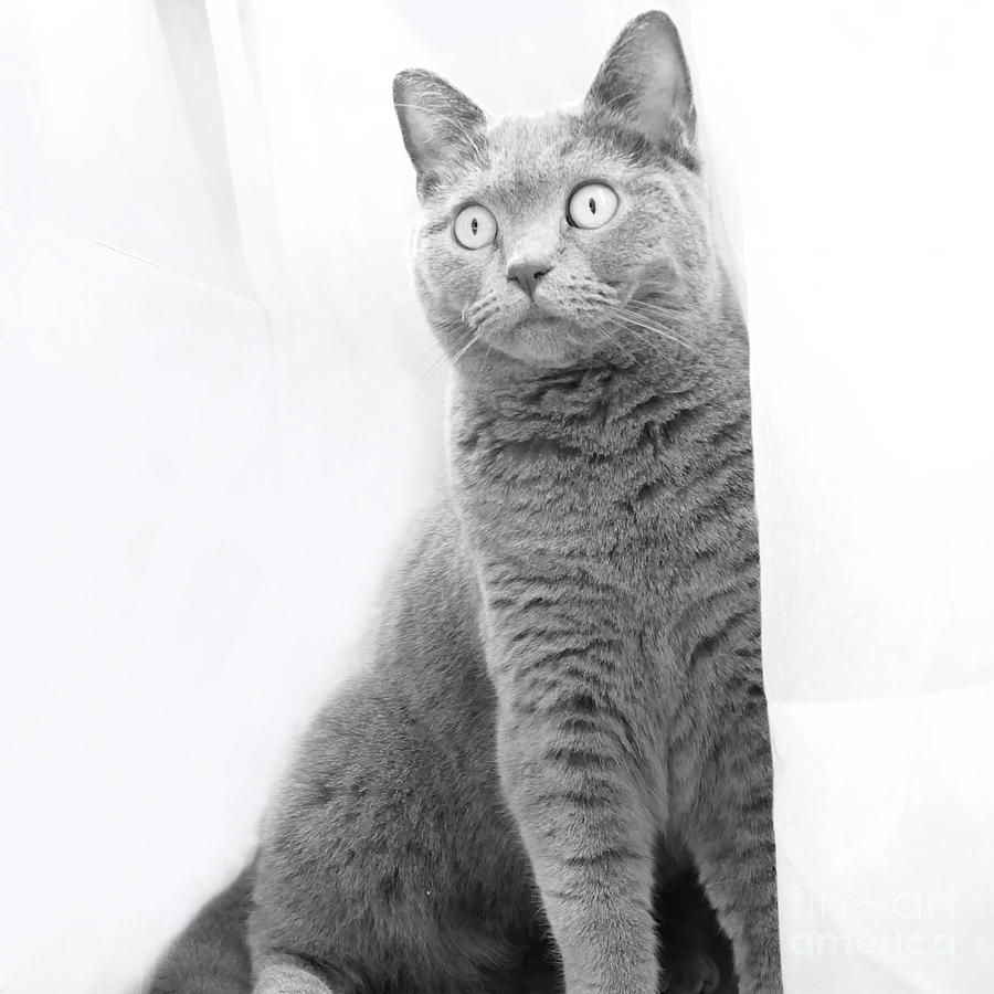 Startled Chartreux Cat BW Photograph by Elisabeth Lucas | Fine Art America