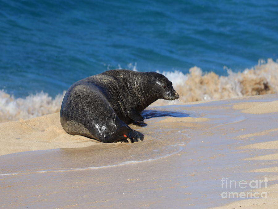Startled Monk Seal Photograph by Craig Wood