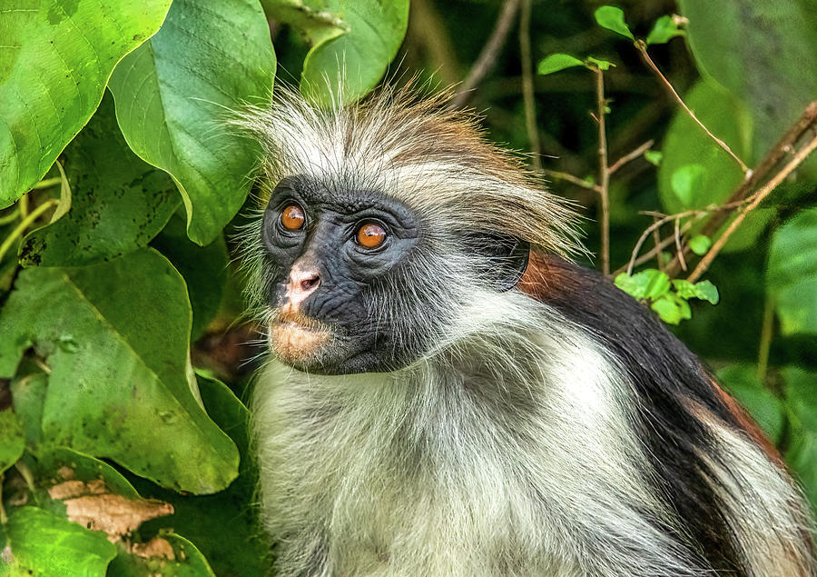 Startled Monkey, Zanzibar Photograph by Marcy Wielfaert