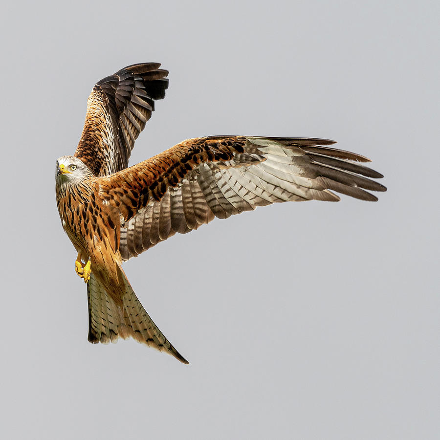 Startled Red Kite Photograph by Mark Hunter